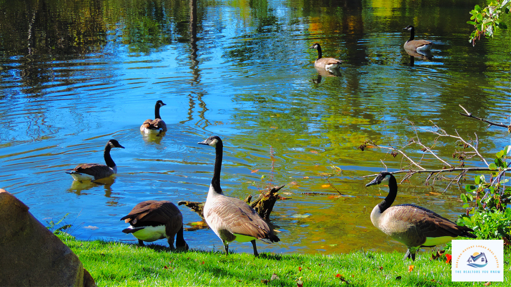 Bloomfield Hills MI lakefront real estate featuring a serene lake with Canadian geese swimming and resting near the water’s edge. The clear reflections on the lake highlight the beauty of the natural surroundings, making it an ideal setting for those looking to buy a home in a peaceful waterfront community…