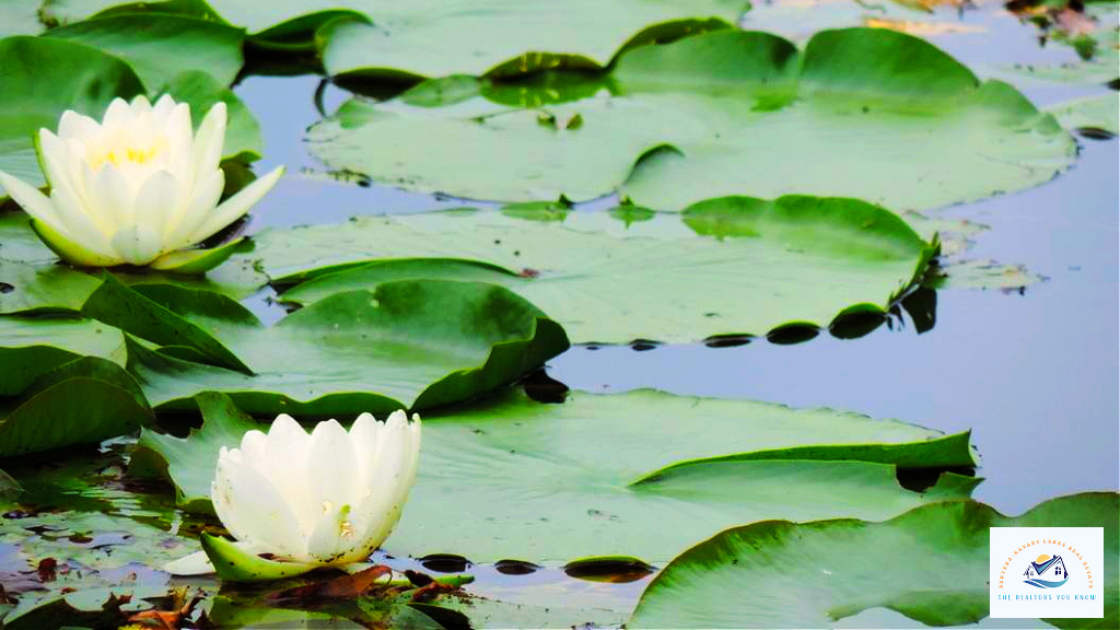 Beautiful white water lilies floating on a calm lake in West Bloomfield, MI. This peaceful setting is a hallmark of Michigan lakefront real estate, attracting buyers searching for waterfront homes with scenic views and natural beauty…